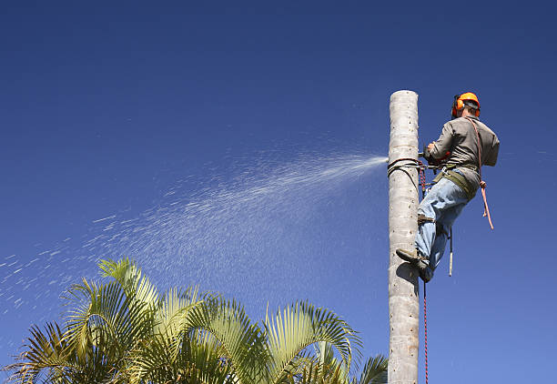 Best Lawn Disease Treatment  in Copper Canyon, TX