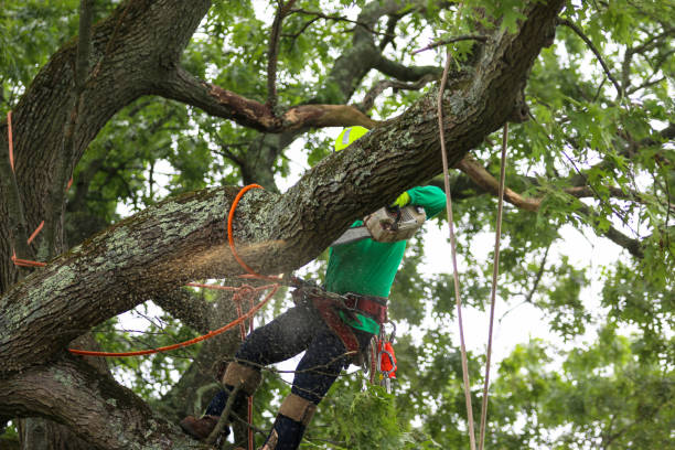 How Our Tree Care Process Works  in  Copper Canyon, TX