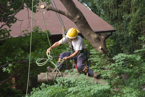 Best Fruit Tree Pruning  in Copper Canyon, TX