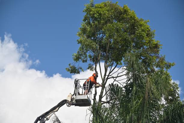 Best Tree Removal  in Copper Canyon, TX